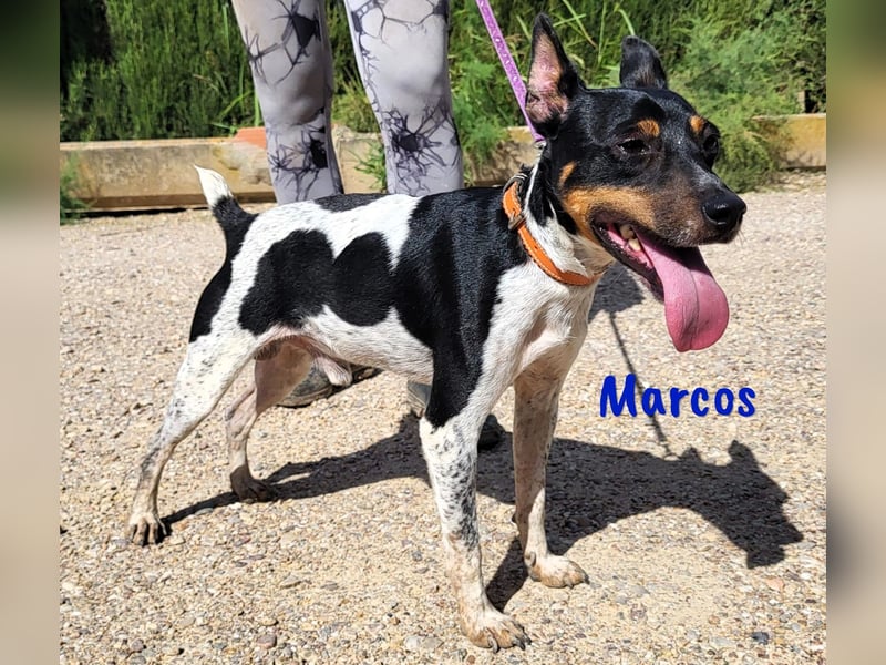 Marcos 04/2021 (ESP) - unkomplizierter, kleiner Ratonero Bodeguero Andaluz, ein Sonnenschein!