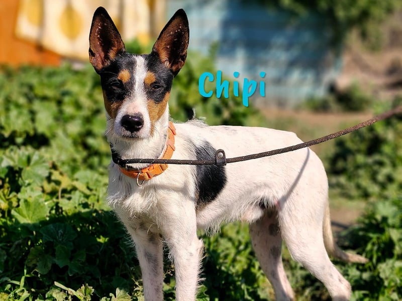 Chipi 06/2023 (ESP) - braver, umgänglicher und freundlicher kleiner Ratonero Bodeguero Andaluz!