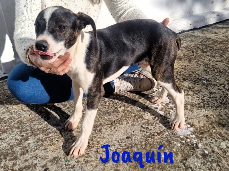 Joaquín 10/2024 (ESP Pflegestelle) - neugieriger und verschmuster, kleiner Bodeguero-Mix Welpe!