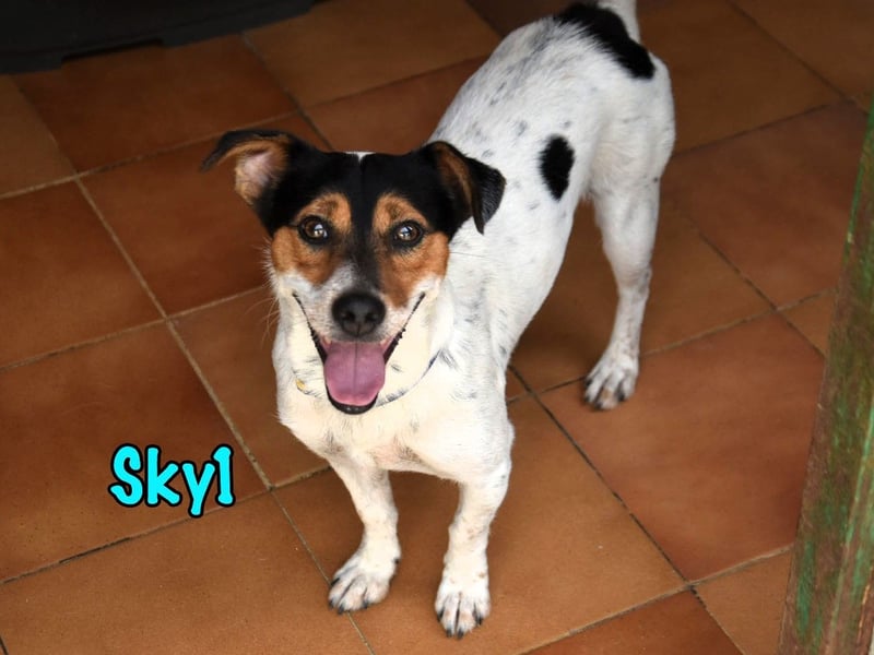Sky1 geb. 09/2023 (ESP) - verschmuster und verspielter kleiner Bodeguero!