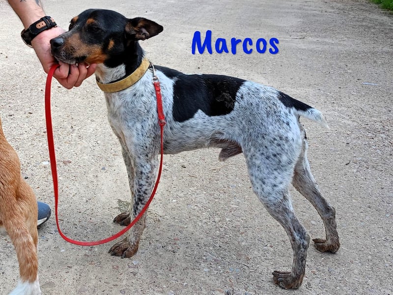 Marcos 04/2021 (ESP) - unkomplizierter, kleiner Ratonero Bodeguero Andaluz, ein Sonnenschein!