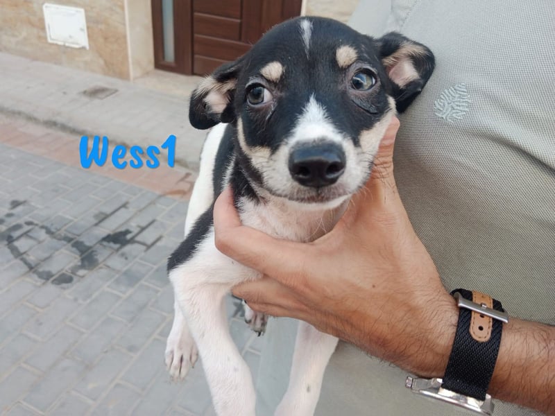 Wess1 geb. 03/2025 (ESP) - verspielter kleiner Ratonero Bodeguero Andaluz Welpe!