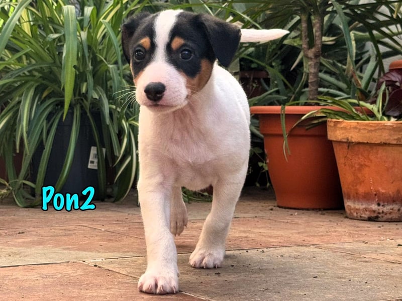 Pon2 02/2025 (ESP) - menschenbezogener, süßer Podenco-Bodeguero Mix Welpe!
