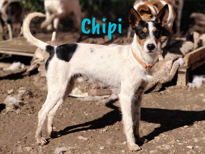 Chipi 06/2023 (ESP) - braver, umgänglicher und freundlicher kleiner Ratonero Bodeguero Andaluz!