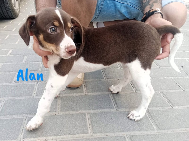 Alan geb. 03/2025 (ESP) - neugieriger süßer Ratonero Bodeguero Andaluz Welpe!