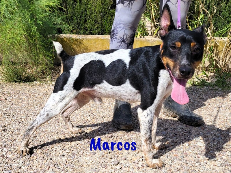 Marcos 04/2021 (ESP) - unkomplizierter, kleiner Ratonero Bodeguero Andaluz, ein Sonnenschein!
