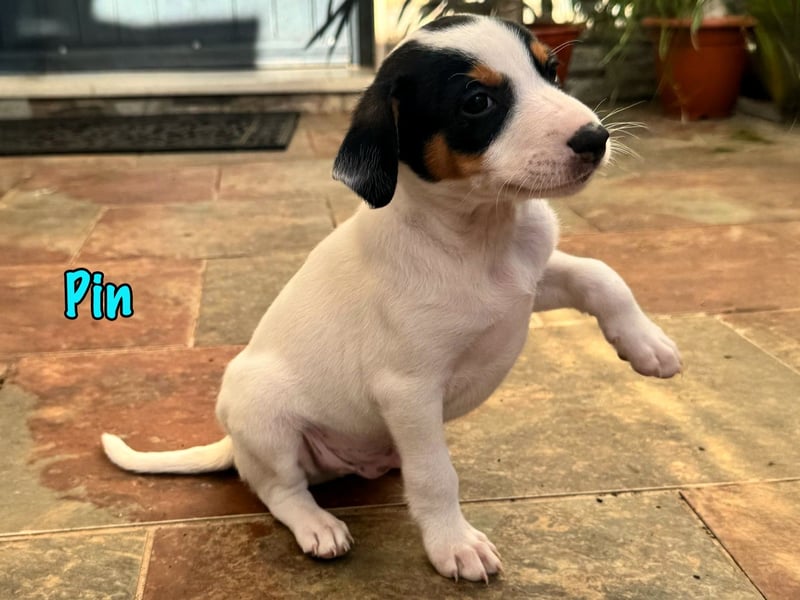 Pin 02/2025 (ESP) - lustiger, kleiner Podenco-Bodeguero Mix Welpe!