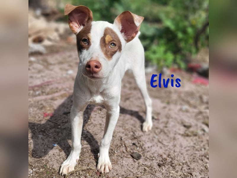 Elvis 12/2024 (ESP) - lustiger, verspielter und sozialer Bodeguero-Mix Welpe!