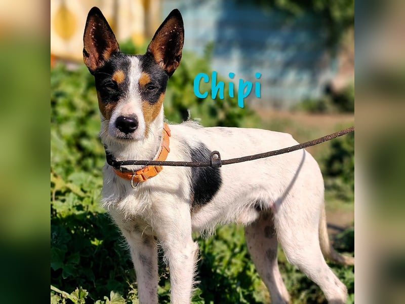 Chipi 06/2023 (ESP) - braver, umgänglicher und freundlicher kleiner Ratonero Bodeguero Andaluz!