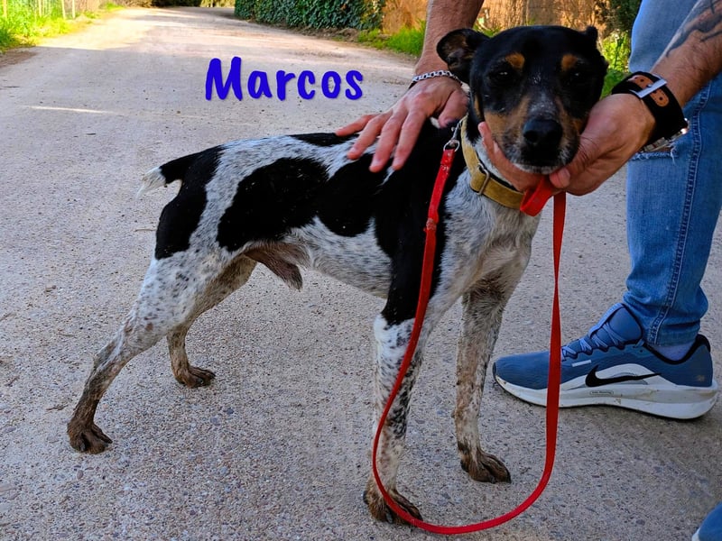 Marcos 04/2021 (ESP) - unkomplizierter, kleiner Ratonero Bodeguero Andaluz, ein Sonnenschein!