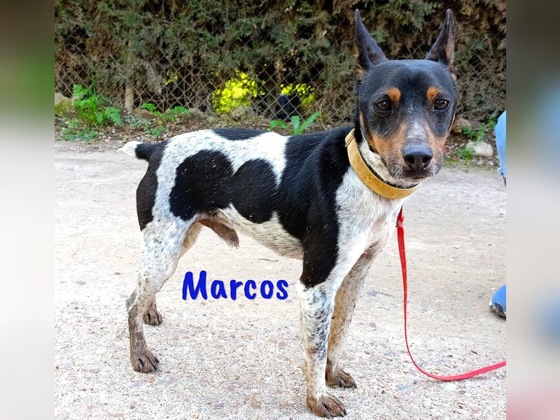 Marcos 04/2021 (ESP) - unkomplizierter, kleiner Ratonero Bodeguero Andaluz, ein Sonnenschein!