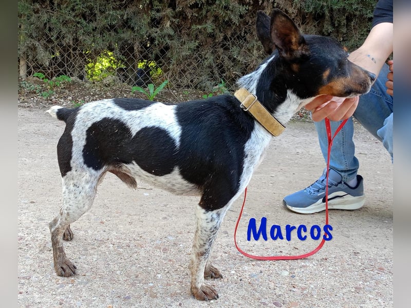 Marcos 04/2021 (ESP) - unkomplizierter, kleiner Ratonero Bodeguero Andaluz, ein Sonnenschein!