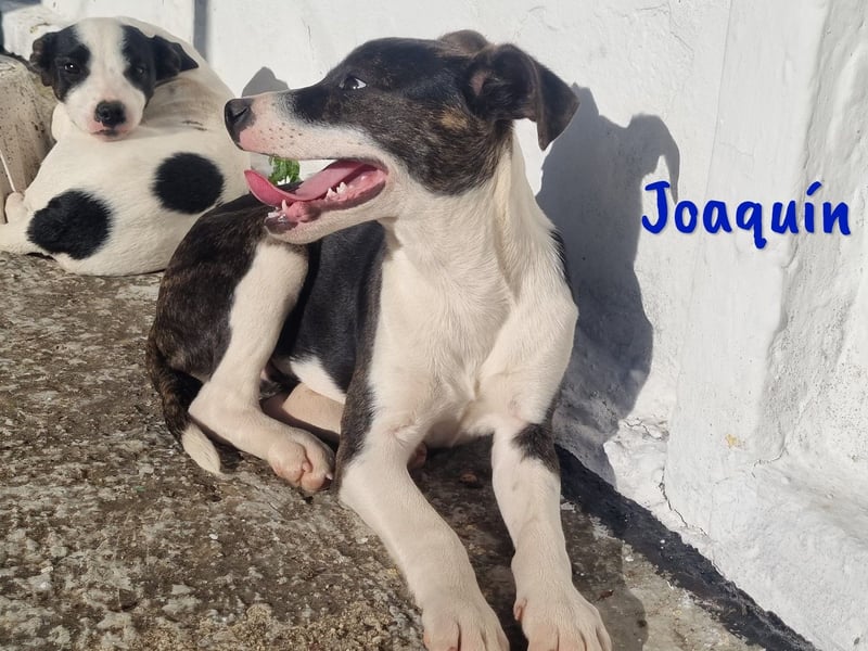 Joaquín 10/2024 (ESP Pflegestelle) - neugieriger und verschmuster, kleiner Bodeguero-Mix Welpe!