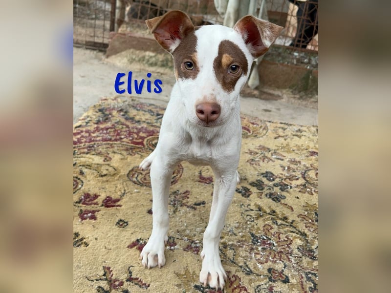 Elvis 12/2024 (ESP) - lustiger, verspielter und sozialer Bodeguero-Mix Welpe!