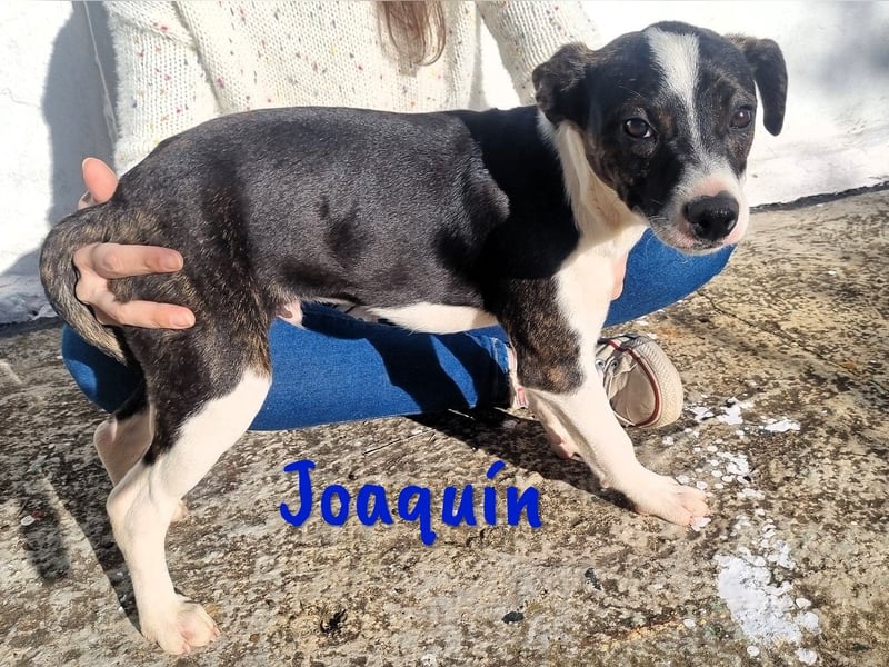 Joaquín 10/2024 (ESP Pflegestelle) - neugieriger und verschmuster, kleiner Bodeguero-Mix Welpe!