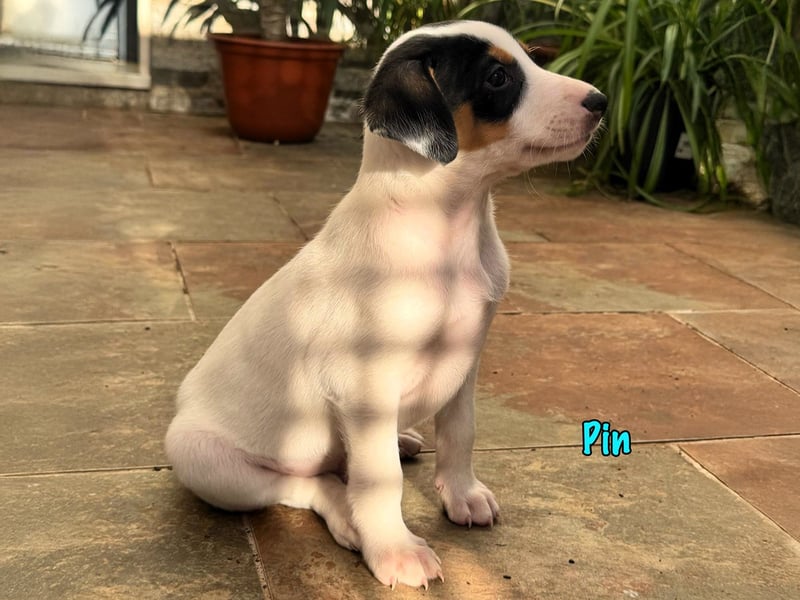 Pin 02/2025 (ESP) - lustiger, kleiner Podenco-Bodeguero Mix Welpe!