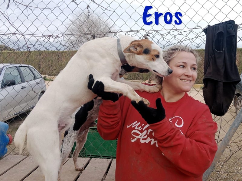 Eros 03/2023 (ESP) - verschmuster und sozialer, junger Bodeguero Mix Rüde!