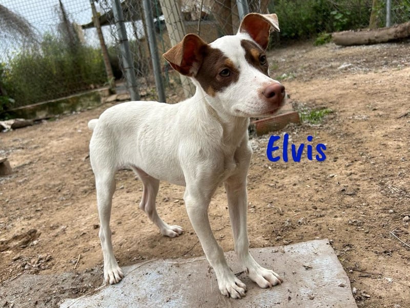 Elvis 12/2024 (ESP) - lustiger, verspielter und sozialer Bodeguero-Mix Welpe!