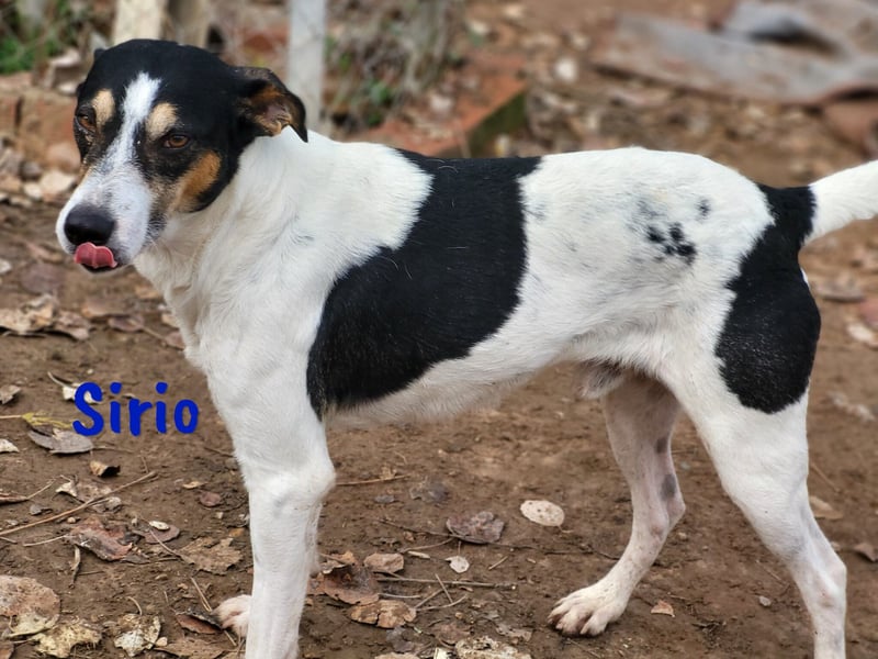 Sirio 04/2022 (ESP) - sozialer und unkomplizierter Ratonero Bodeguero Andaluz!