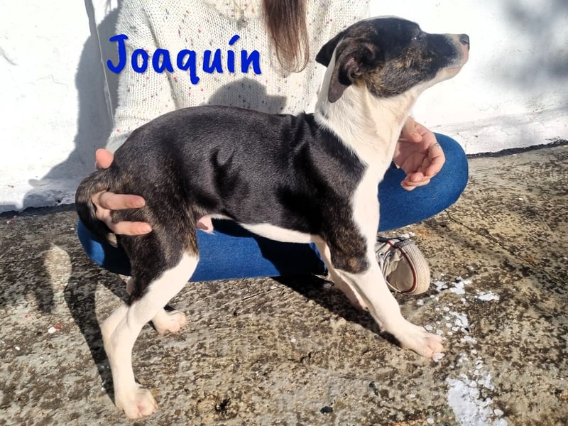 Joaquín 10/2024 (ESP Pflegestelle) - neugieriger und verschmuster, kleiner Bodeguero-Mix Welpe!