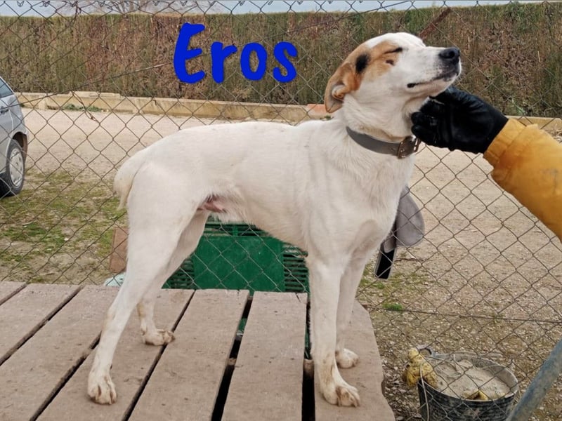 Eros 03/2023 (ESP) - verschmuster und sozialer, junger Bodeguero Mix Rüde!