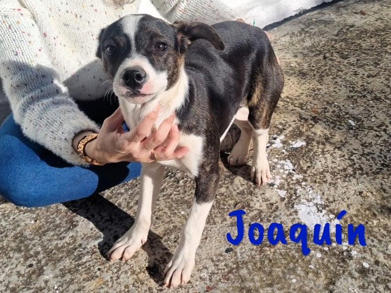 Joaquín 10/2024 (ESP Pflegestelle) - neugieriger und verschmuster, kleiner Bodeguero-Mix Welpe!