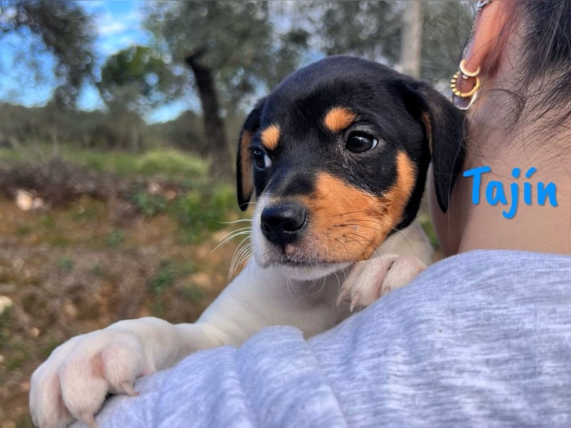 Tajín 12/2024 (ESP) - verschmuster, süßer Bodeguero-Pinscher-Mix Welpe!