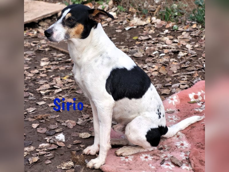 Sirio 04/2022 (ESP) - sozialer und unkomplizierter Ratonero Bodeguero Andaluz!