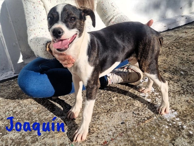 Joaquín 10/2024 (ESP Pflegestelle) - neugieriger und verschmuster, kleiner Bodeguero-Mix Welpe!