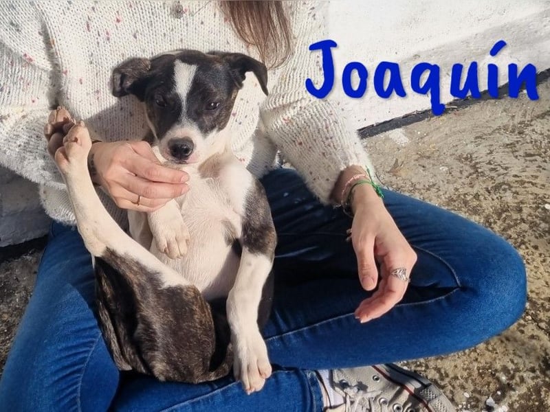 Joaquín 10/2024 (ESP) - neugieriger und verschmuster, kleiner Bodeguero-Mix Junghund!