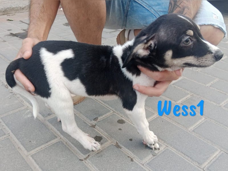 Wess1 geb. 03/2025 (ESP) - verspielter kleiner Ratonero Bodeguero Andaluz Welpe!