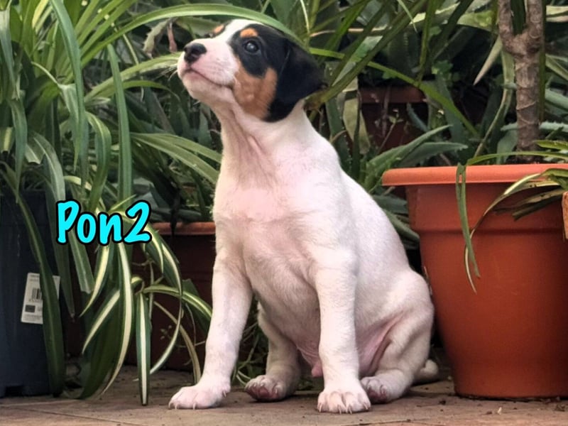 Pon2 02/2025 (ESP) - menschenbezogener, süßer Podenco-Bodeguero Mix Welpe!