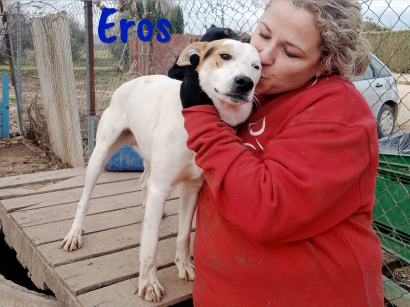 Eros 03/2023 (ESP) - verschmuster und sozialer, junger Bodeguero Mix Rüde!
