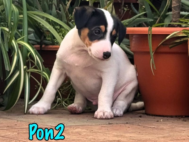 Pon2 02/2025 (ESP) - menschenbezogener, süßer Podenco-Bodeguero Mix Welpe!