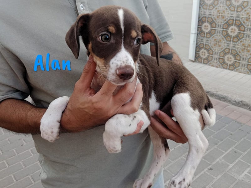 Alan geb. 03/2025 (ESP) - neugieriger süßer Ratonero Bodeguero Andaluz Welpe!
