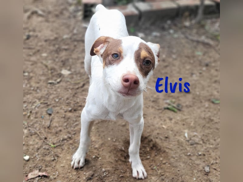 Elvis 12/2024 (ESP) - lustiger, verspielter und sozialer Bodeguero-Mix Welpe!