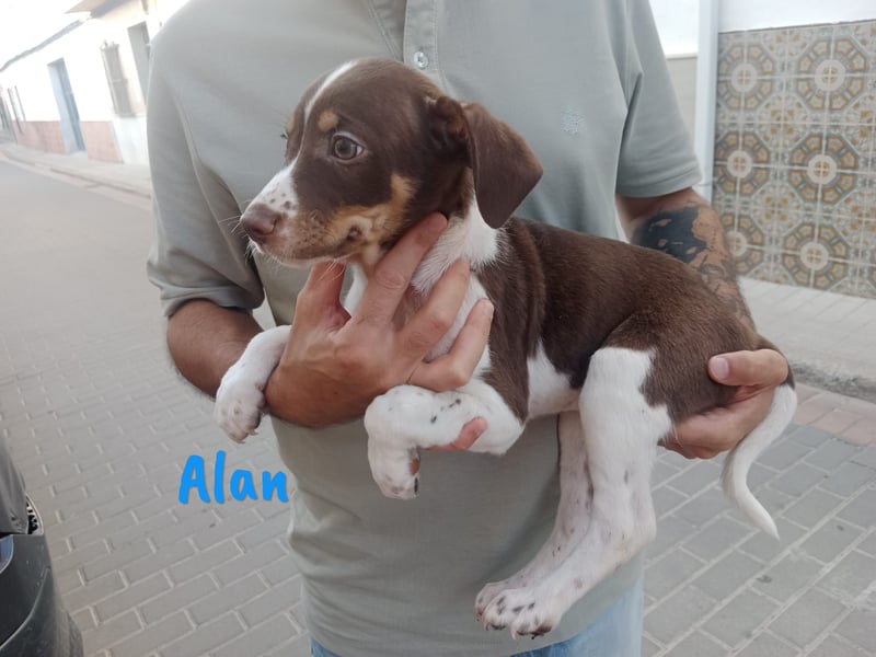 Alan geb. 03/2025 (ESP) - neugieriger süßer Ratonero Bodeguero Andaluz Welpe!