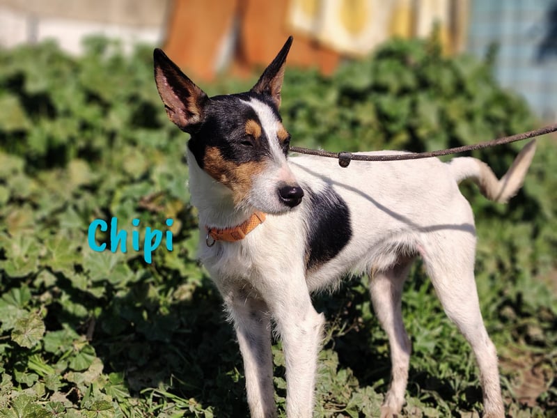 Chipi 06/2023 (ESP) - braver, umgänglicher und freundlicher kleiner Ratonero Bodeguero Andaluz!