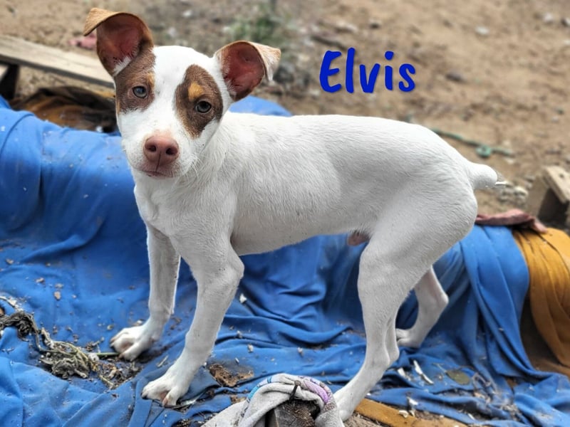 Elvis 12/2024 (ESP) - lustiger, verspielter und sozialer Bodeguero-Mix Welpe!