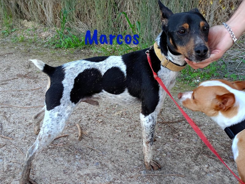 Marcos 04/2021 (ESP) - unkomplizierter, kleiner Ratonero Bodeguero Andaluz, ein Sonnenschein!