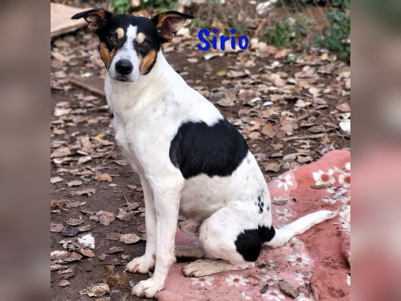 Sirio 04/2022 (ESP) - sozialer und unkomplizierter Ratonero Bodeguero Andaluz!