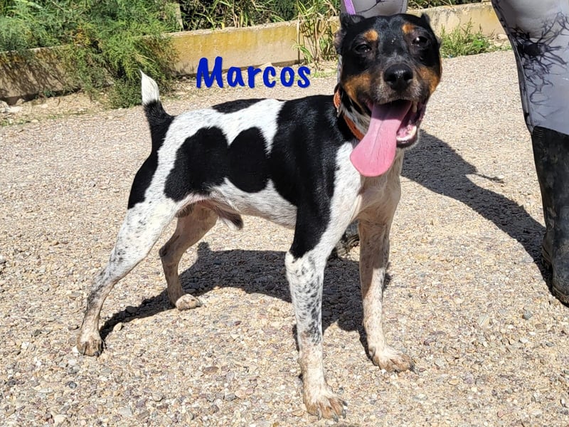 Marcos 04/2021 (ESP) - unkomplizierter, kleiner Ratonero Bodeguero Andaluz, ein Sonnenschein!