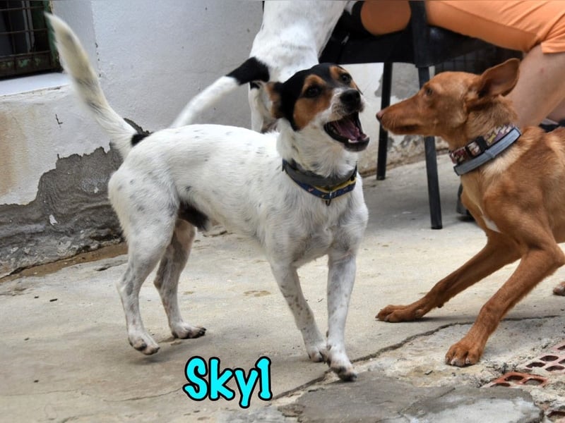 Sky1 geb. 09/2023 (ESP) - verschmuster und verspielter kleiner Bodeguero!