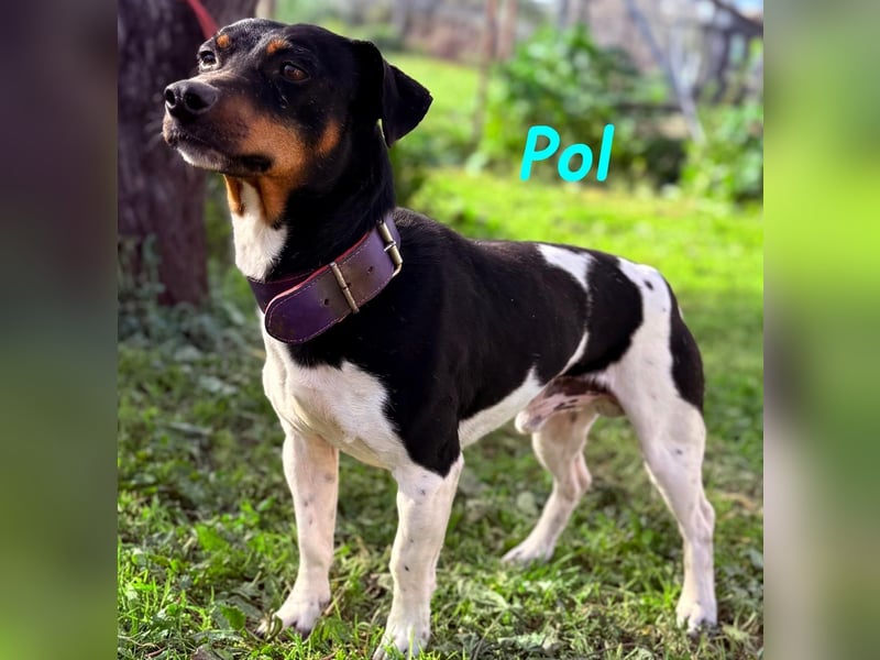 Pol 01/2023 (ESP) - warmherziger und charmanter, kleiner Bodeguero Mix!