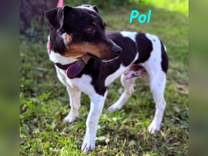 Pol 01/2023 (ESP) - warmherziger und charmanter, kleiner Bodeguero Mix!