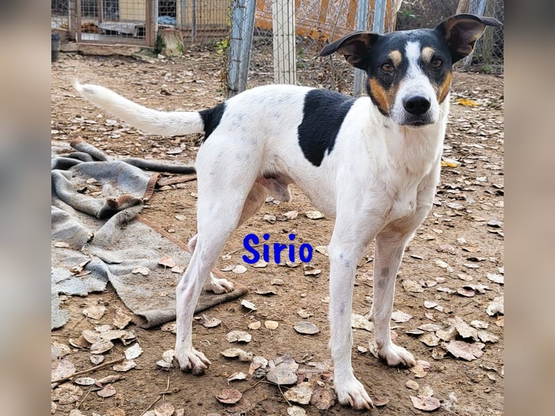 Sirio 04/2022 (ESP) - sozialer und unkomplizierter Ratonero Bodeguero Andaluz!