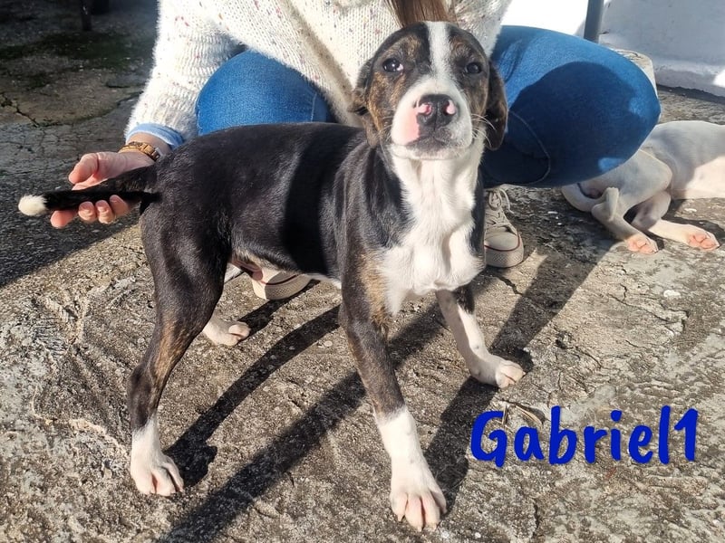 Gabriel1 geb. 10/2024 (in Deutschland) - aufgeschlossener und verspielter Bodeguero-Mix Welpe!