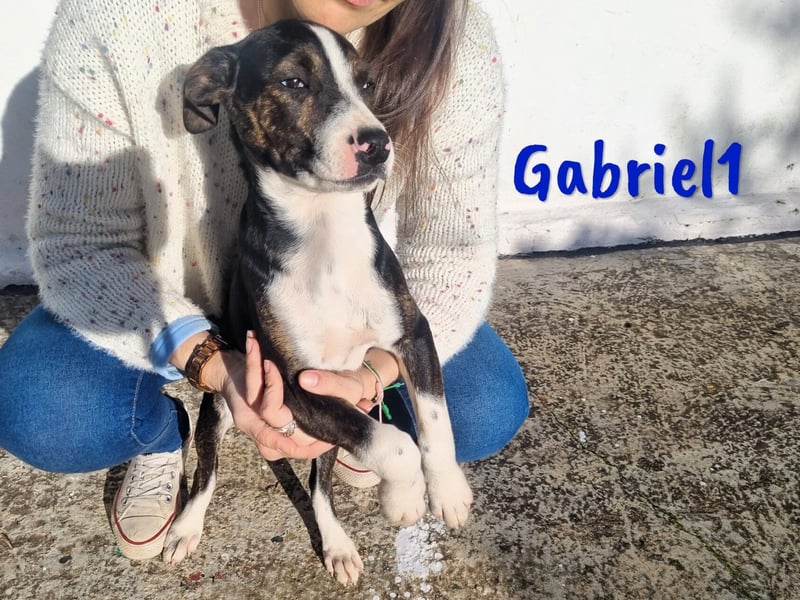 Gabriel1 geb. 10/2024 (in Deutschland) - aufgeschlossener und verspielter Bodeguero-Mix Welpe!