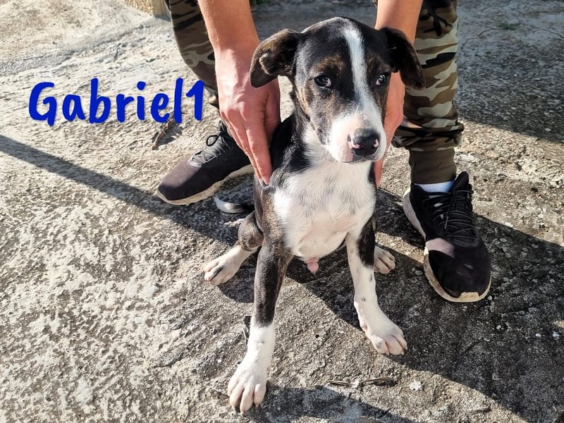 Gabriel1 geb. 10/2024 (in Deutschland) - aufgeschlossener und verspielter Bodeguero-Mix Welpe!