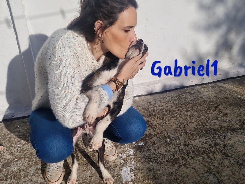Gabriel1 geb. 10/2024 (in Deutschland) - aufgeschlossener und verspielter Bodeguero-Mix Welpe!